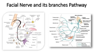 Facial Nerve and its branches Pathway
 