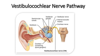 Vestibulocochlear Nerve Pathway
 