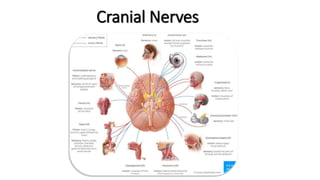 Cranial Nerves
 