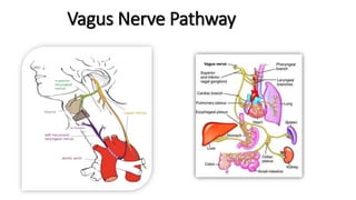 Vagus Nerve Pathway
 