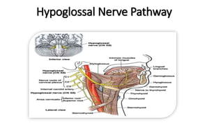 Hypoglossal Nerve Pathway
 