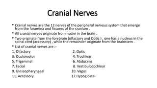 Cranial Nerves
• Cranial nerves are the 12 nerves of the peripheral nervous system that emerge
from the foramina and fissures of the cranium .
• All cranial nerves originate from nuclei in the brain .
• Two originate from the forebrain (olfactory and Optic ) , one has a nucleus in the
spinal cord (accessory) , while the remainder originate from the brainstem .
• List of cranial nerves are :-
1. Olfactory 2. Optic
3. Oculomotor 4. Trochlear
5. Trigeminal 6. Abducens
7. Facial 8. Vestibulocochlear
9. Glossopharyngeal 10. Vagus
11. Accessory 12.Hypoglossal
 
