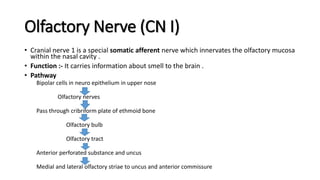 Olfactory Nerve (CN I)
• Cranial nerve 1 is a special somatic afferent nerve which innervates the olfactory mucosa
within the nasal cavity .
• Function :- It carries information about smell to the brain .
• Pathway
Bipolar cells in neuro epithelium in upper nose
Olfactory nerves
Pass through cribriform plate of ethmoid bone
Olfactory bulb
Olfactory tract
Anterior perforated substance and uncus
Medial and lateral olfactory striae to uncus and anterior commissure
 