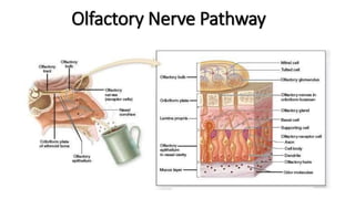 Olfactory Nerve Pathway
 