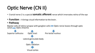 Optic Nerve (CN II)
• Cranial nerve 2 is a special somatic afferent nerve which innervates retina of the eye
.
• Function :- It brings visual information to the brain .
• Pathway
Bipolar cells of retina synapse with ganglion cells Optic nerve leaves through optic
canal Optic chiasma
Superior colliculus Optic tract Pre tectal nucleus
Lateral geniculate body
Optic radiation
Visual cortex
 