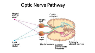 Optic Nerve Pathway
 