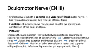 Oculomotor Nerve (CN III)
• Cranial nerve 3 is both a somatic and visceral efferent motor nerve . It
has two nuclei and carries two types of efferent fibers .
• Function :- It innervates eye muscles and enables eye movement ,
constriction of the pupil and lens .
• Pathway
Emerges through midbrain (ventrally) between posterior cerebral and
superior cerebellar branches of basilar artery Lateral wall of cavernous
sinus Divides into superior and inferior division Superior orbital
fissure Orbit Muscles of orbit except lateral rectus and superior
oblique (branch to inferior oblique carries parasympathetic fibers )
 
