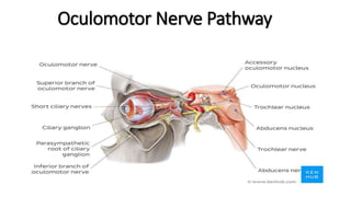 Oculomotor Nerve Pathway
 