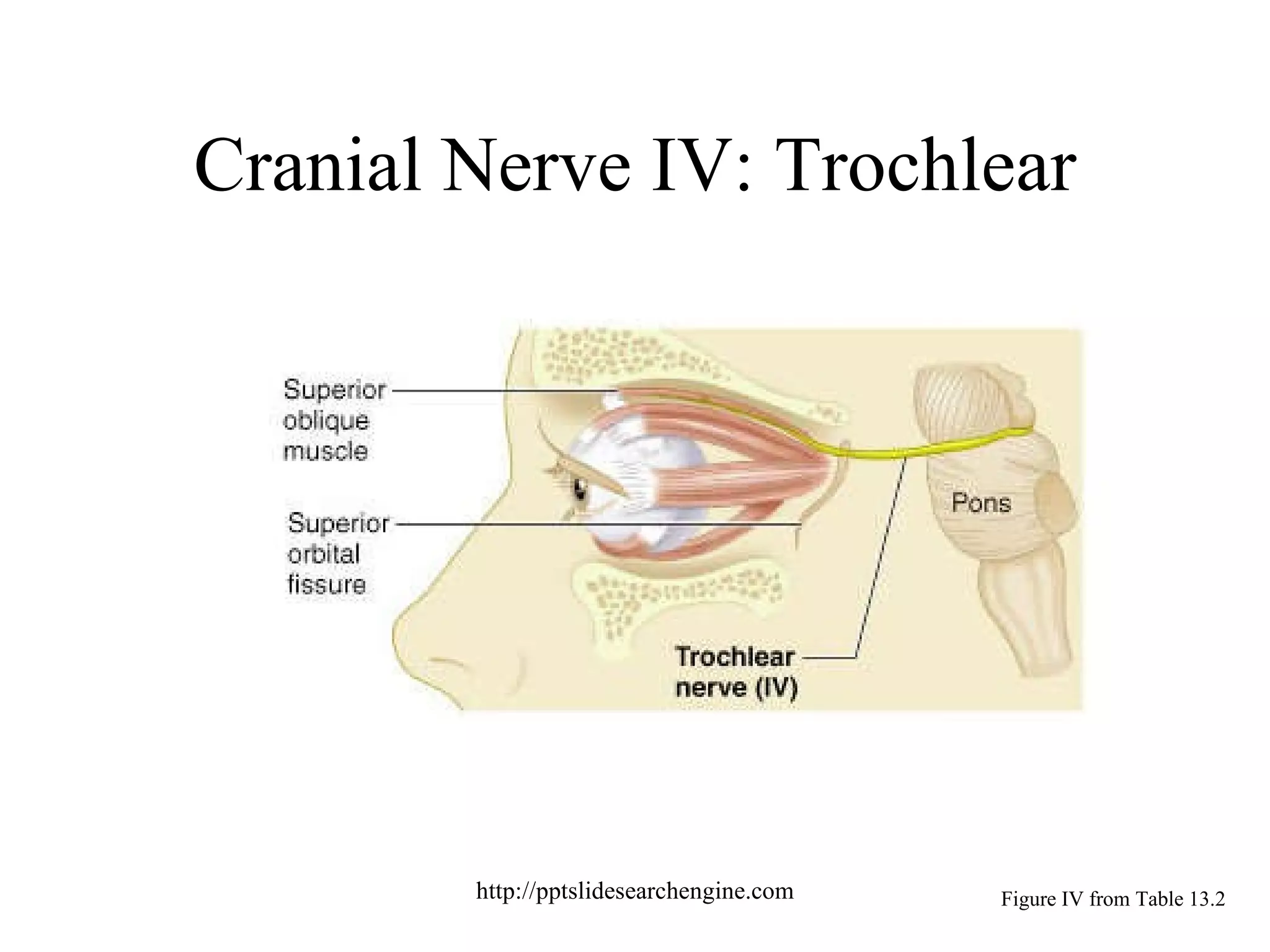 Cranial nerves pptslidesearchengine | PPT
