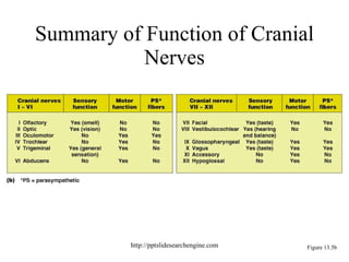 Summary of Function of Cranial Nerves Figure 13.5b http://pptslidesearchengine.com 