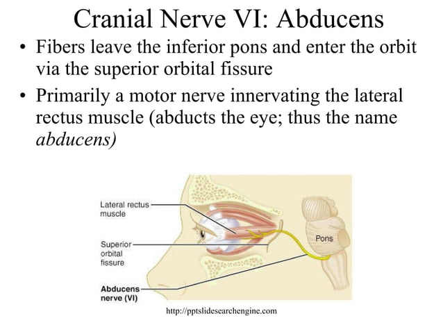 Cranial nerves pptslidesearchengine