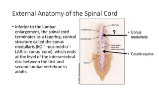 cranial nerves, spinal cord, spinal nerves.pptx