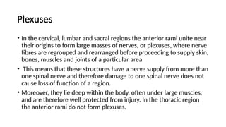 Lies Rearranged cranial nerves, spinal cord, spinal nerves.pptx