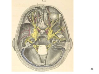 Cranial nerves anatomy | PPT