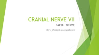 CRANIAL NERVE VII
FACIAL NERVE
(Nerve of second pharyngeal arch)
 