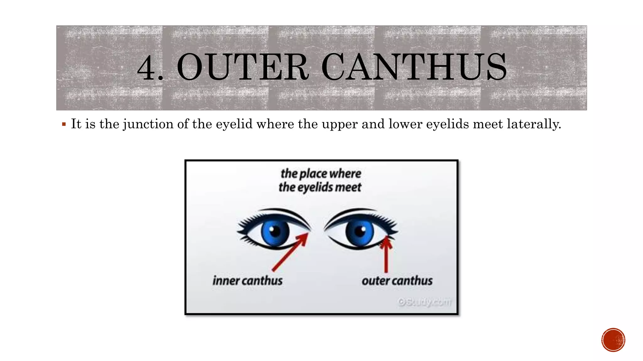 4. OUTER CANTHUS
 It is the junction of the eyelid where the upper and lower eyelids meet laterally.
 