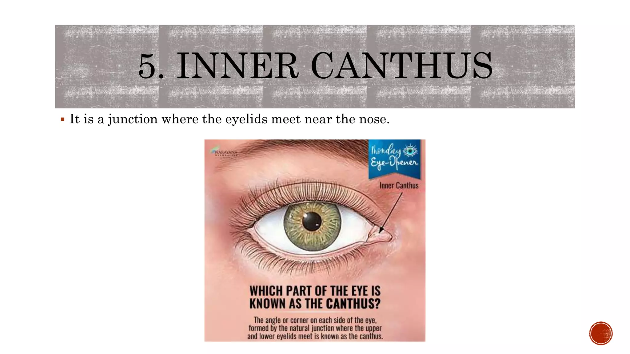 5. INNER CANTHUS
 It is a junction where the eyelids meet near the nose.
 