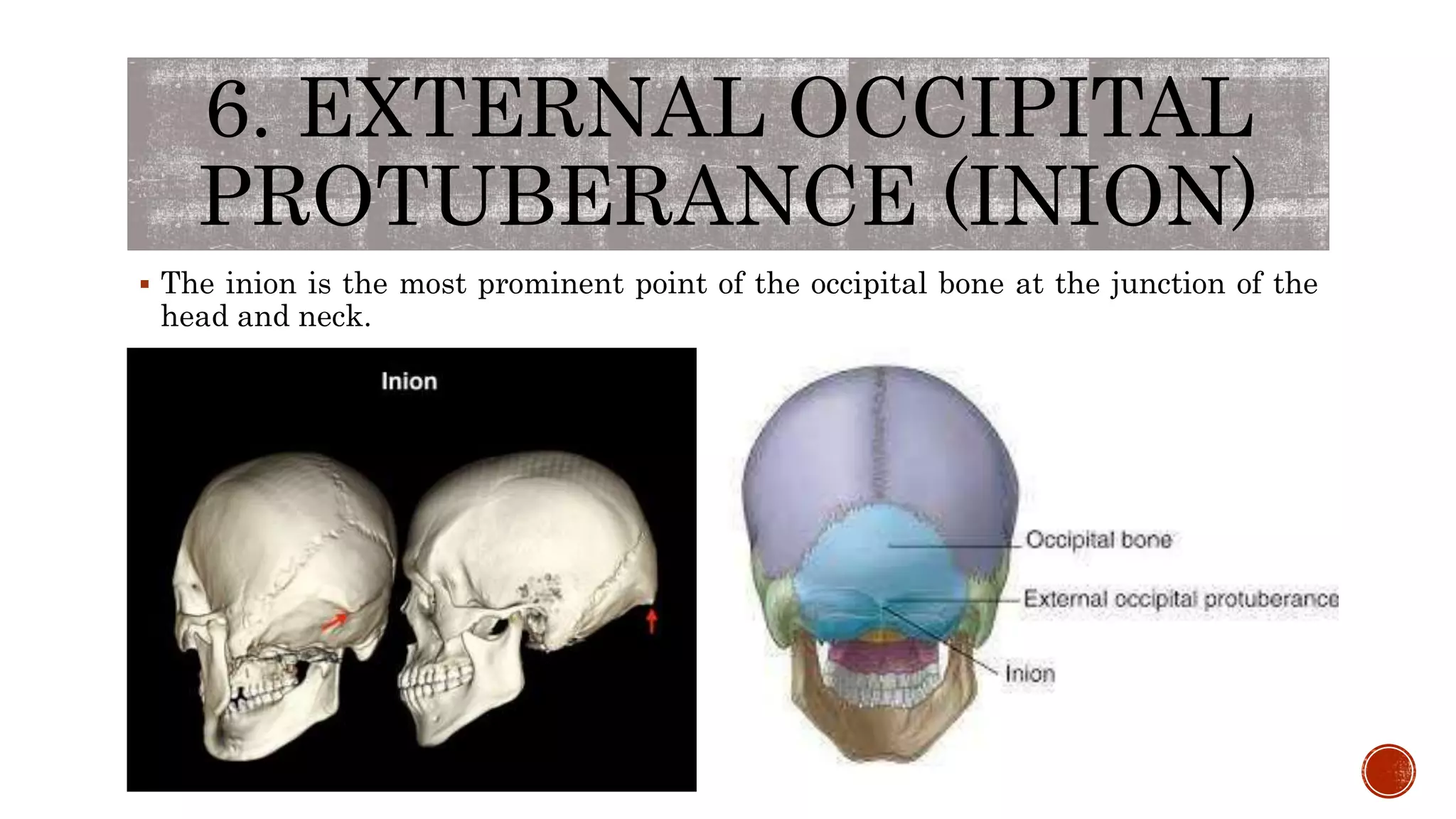 6. EXTERNAL OCCIPITAL
PROTUBERANCE (INION)
 The inion is the most prominent point of the occipital bone at the junction of the
head and neck.
 
