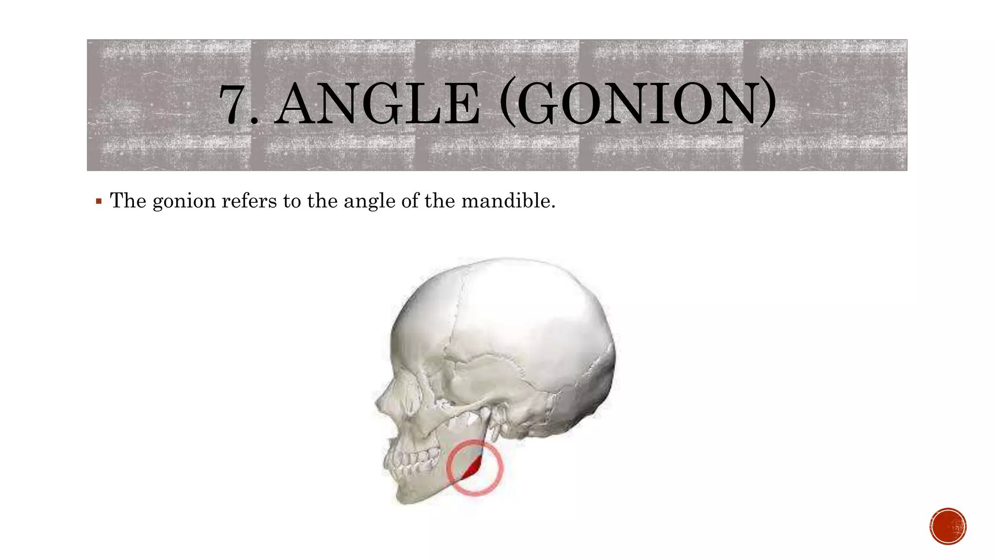 7. ANGLE (GONION)
 The gonion refers to the angle of the mandible.
 