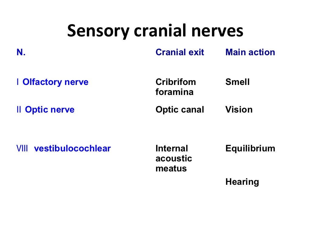 Cranial nerves