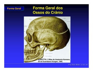 Prof. Peter Reher, CD, MSc, PhD
Prof. Peter Reher, CD, MSc, PhD
Forma Geral dos
Forma Geral dos
Ossos do Crânio
Ossos do Crânio
Forma Geral
Forma Geral
SOBOTTA J. Atlas de Anatomia Humana.
SOBOTTA J. Atlas de Anatomia Humana.
20 ed Guanabara
20 ed Guanabara Koogan
Koogan, 1995
, 1995.
.
 