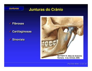 Prof. Peter Reher, CD, MSc, PhD
Prof. Peter Reher, CD, MSc, PhD
Junturas do Crânio
Junturas do Crânio
 Fibrosas
 Cartilaginosas
 Sinoviais

 Fibrosas
Fibrosas

 Cartilaginosas
Cartilaginosas

 Sinoviais
Sinoviais
Junturas
Junturas
NETTER F H. Atlas de Anatomia
NETTER F H. Atlas de Anatomia
Humana.
Humana. 2 ed,
2 ed, Artmed
Artmed, 2000.
, 2000.
 