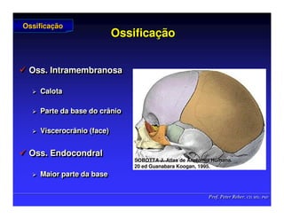 Prof. Peter Reher, CD, MSc, PhD
Prof. Peter Reher, CD, MSc, PhD
Ossifica
Ossificaç
ção
ão
 Oss. Intramembranosa
 Calota
 Parte da base do crânio
 Viscerocrânio (face)
 Oss. Endocondral
 Maior parte da base

 Oss
Oss.
. Intramembranosa
Intramembranosa

 Calota
Calota

 Parte da base do crânio
Parte da base do crânio

 Viscerocrânio
Viscerocrânio (face)
(face)

 Oss
Oss.
. Endocondral
Endocondral

 Maior parte da base
Maior parte da base
Ossifica
Ossificaç
ção
ão
SOBOTTA J. Atlas de Anatomia Humana.
SOBOTTA J. Atlas de Anatomia Humana.
20 ed Guanabara
20 ed Guanabara Koogan
Koogan, 1995
, 1995.
.
 