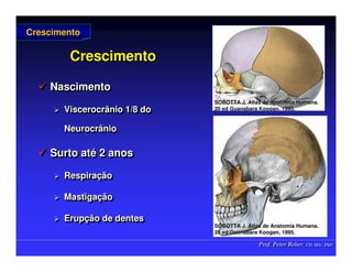 Prof. Peter Reher, CD, MSc, PhD
Prof. Peter Reher, CD, MSc, PhD
Crescimento
Crescimento
 Nascimento
 Viscerocrânio 1/8 do
Neurocrânio
 Surto até 2 anos
 Respiração
 Mastigação
 Erupção de dentes

 Nascimento
Nascimento

 Viscerocrânio
Viscerocrânio 1/8 do
1/8 do
Neurocrânio
Neurocrânio

 Surto at
Surto até
é 2 anos
2 anos

 Respira
Respiraç
ção
ão

 Mastiga
Mastigaç
ção
ão

 Erup
Erupç
ção de dentes
ão de dentes
Crescimento
Crescimento
SOBOTTA J. Atlas de Anatomia Humana.
SOBOTTA J. Atlas de Anatomia Humana.
20 ed Guanabara
20 ed Guanabara Koogan
Koogan, 1995
, 1995.
.
SOBOTTA J. Atlas de Anatomia Humana.
SOBOTTA J. Atlas de Anatomia Humana.
20 ed Guanabara
20 ed Guanabara Koogan
Koogan, 1995
, 1995.
.
 