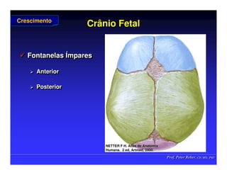 Prof. Peter Reher, CD, MSc, PhD
Prof. Peter Reher, CD, MSc, PhD
Crânio Fetal
Crânio Fetal
 Fontanelas Ímpares
 Anterior
 Posterior

 Fontanelas
Fontanelas Í
Ímpares
mpares

 Anterior
Anterior

 Posterior
Posterior
Crescimento
Crescimento
NETTER F H. Atlas de Anatomia
NETTER F H. Atlas de Anatomia
Humana.
Humana. 2 ed,
2 ed, Artmed
Artmed, 2000.
, 2000.
 