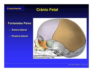 Prof. Peter Reher, CD, MSc, PhD
Prof. Peter Reher, CD, MSc, PhD
Crânio Fetal
Crânio Fetal
 Fontanelas Pares
 Ântero-lateral
 Póstero-lateral

 Fontanelas Pares
Fontanelas Pares

 Ântero
Ântero-
-lateral
lateral

 P
Pó
óstero
stero-
-lateral
lateral
Crescimento
Crescimento
SOBOTTA J. Atlas de Anatomia Humana.
SOBOTTA J. Atlas de Anatomia Humana.
20 ed Guanabara
20 ed Guanabara Koogan
Koogan, 1995
, 1995.
.
 