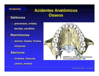 Prof. Peter Reher, CD, MSc, PhD
Prof. Peter Reher, CD, MSc, PhD
Acidentes Anatômicos
Acidentes Anatômicos
Ó
Ósseos
sseos
 Saliências
 processos, cristas,
bordas, côndilos
 Reentrâncias
 sulcos, fossas, fóveas,
incisuras
 Aberturas
 forames, fissuras,
canais, meatos

 Saliências
Saliências

 processos, cristas,
processos, cristas,
bordas, côndilos
bordas, côndilos

 Reentrâncias
Reentrâncias

 sulcos, fossas, f
sulcos, fossas, fó
óveas,
veas,
incisuras
incisuras

 Aberturas
Aberturas

 forames, fissuras,
forames, fissuras,
canais, meatos
canais, meatos
Acidentes
Acidentes
SOBOTTA J. Atlas de Anatomia Humana.
SOBOTTA J. Atlas de Anatomia Humana.
20 ed Guanabara
20 ed Guanabara Koogan
Koogan, 1995
, 1995.
.
 