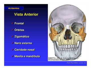 Prof. Peter Reher, CD, MSc, PhD
Prof. Peter Reher, CD, MSc, PhD
Vista Anterior
Vista Anterior
 Frontal
 Órbitas
 Zigomático
 Nariz externo
 Cavidade nasal
 Maxila e mandíbula

 Frontal
Frontal

 Ó
Órbitas
rbitas

 Zigom
Zigomá
ático
tico

 Nariz externo
Nariz externo

 Cavidade nasal
Cavidade nasal

 Maxila e mand
Maxila e mandí
íbula
bula
Acidentes
Acidentes
SOBOTTA J. Atlas de Anatomia Humana.
SOBOTTA J. Atlas de Anatomia Humana.
20 ed Guanabara
20 ed Guanabara Koogan
Koogan, 1995
, 1995.
.
 