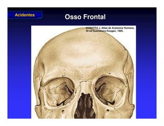 Osso Frontal
Osso Frontal
Acidentes
Acidentes
SOBOTTA J. Atlas de Anatomia Humana.
SOBOTTA J. Atlas de Anatomia Humana.
20 ed Guanabara
20 ed Guanabara Koogan
Koogan, 1995
, 1995.
.
 
