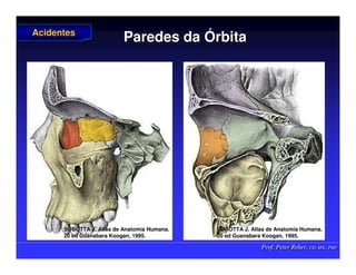 Prof. Peter Reher, CD, MSc, PhD
Prof. Peter Reher, CD, MSc, PhD
Paredes da
Paredes da Ó
Órbita
rbita
Acidentes
Acidentes
SOBOTTA J. Atlas de Anatomia Humana.
SOBOTTA J. Atlas de Anatomia Humana.
20 ed Guanabara
20 ed Guanabara Koogan
Koogan, 1995
, 1995.
.
SOBOTTA J. Atlas de Anatomia Humana.
SOBOTTA J. Atlas de Anatomia Humana.
20 ed Guanabara
20 ed Guanabara Koogan
Koogan, 1995
, 1995.
.
 