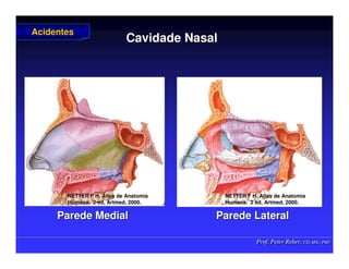 Prof. Peter Reher, CD, MSc, PhD
Prof. Peter Reher, CD, MSc, PhD
Cavidade Nasal
Cavidade Nasal
Parede Medial
Parede Medial Parede Lateral
Parede Lateral
Acidentes
Acidentes
NETTER F H. Atlas de Anatomia
NETTER F H. Atlas de Anatomia
Humana.
Humana. 2 ed,
2 ed, Artmed
Artmed, 2000.
, 2000.
NETTER F H. Atlas de Anatomia
NETTER F H. Atlas de Anatomia
Humana.
Humana. 2 ed,
2 ed, Artmed
Artmed, 2000.
, 2000.
 