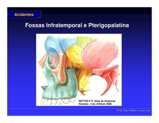 Prof. Peter Reher, CD, MSc, PhD
Prof. Peter Reher, CD, MSc, PhD
Fossas Infratemporal e Pterigopalatina
Fossas Infratemporal e Pterigopalatina
Acidentes
Acidentes
NETTER F H. Atlas de Anatomia
NETTER F H. Atlas de Anatomia
Humana.
Humana. 2 ed,
2 ed, Artmed
Artmed, 2000.
, 2000.
 