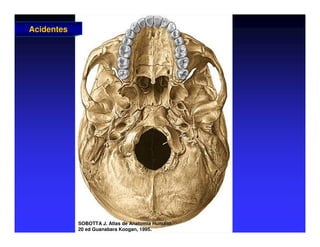 Acidentes
Acidentes
SOBOTTA J. Atlas de Anatomia Humana.
SOBOTTA J. Atlas de Anatomia Humana.
20 ed Guanabara
20 ed Guanabara Koogan
Koogan, 1995
, 1995.
.
 