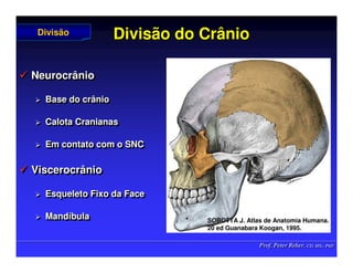 Prof. Peter Reher, CD, MSc, PhD
Prof. Peter Reher, CD, MSc, PhD
Divisão do Crânio
Divisão do Crânio
 Neurocrânio
 Base do crânio
 Calota Cranianas
 Em contato com o SNC
 Viscerocrânio
 Esqueleto Fixo da Face
 Mandíbula

 Neurocrânio
Neurocrânio

 Base do crânio
Base do crânio

 Calota Cranianas
Calota Cranianas

 Em contato com o SNC
Em contato com o SNC

 Viscerocrânio
Viscerocrânio

 Esqueleto Fixo da Face
Esqueleto Fixo da Face

 Mand
Mandí
íbula
bula
Divisão
Divisão
SOBOTTA J. Atlas de Anatomia Humana.
SOBOTTA J. Atlas de Anatomia Humana.
20 ed Guanabara
20 ed Guanabara Koogan
Koogan, 1995
, 1995.
.
 