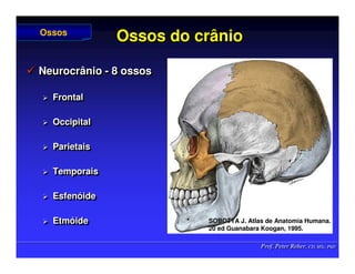 Prof. Peter Reher, CD, MSc, PhD
Prof. Peter Reher, CD, MSc, PhD
Ossos do crânio
Ossos do crânio
 Neurocrânio - 8 ossos
 Frontal
 Occipital
 Parietais
 Temporais
 Esfenóide
 Etmóide

 Neurocrânio
Neurocrânio -
- 8 ossos
8 ossos

 Frontal
Frontal

 Occipital
Occipital

 Parietais
Parietais

 Temporais
Temporais

 Esfen
Esfenó
óide
ide

 Etm
Etmó
óide
ide
Ossos
Ossos
SOBOTTA J. Atlas de Anatomia Humana.
SOBOTTA J. Atlas de Anatomia Humana.
20 ed Guanabara
20 ed Guanabara Koogan
Koogan, 1995
, 1995.
.
 