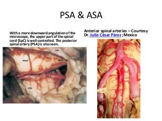 PSA & ASA
With a more downward angulation of the
microscope, the upper part of the spinal
cord (SpC) is well controlled. The posterior
spinal artery (PSA) is also seen.
Anterior spinal arteries – Courtesy
Dr. Julio César Pérez ;Mexico
 