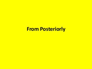 From Posteriorly
 