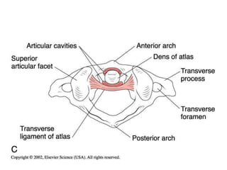 From Aldostamm - Fig. 42.10 - When there is loop of parapharyngeal
carotid , it goes nearer to the RCLM or anterior arch of atlas
Anterior view. The right longus capitis muscle has been
removed. 1, clivus; 2, anterior arch of the atlas; 3, atlantoaxial joint;
4, left longus capitis muscle; 5, longus colli muscle; 6, rectus capitis
anterior muscle; 7, carotid artery.
 