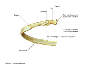Costela - Vista Posterior
 