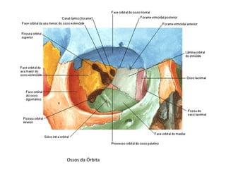 Ossos da Órbita
 
