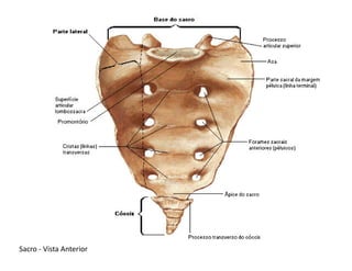 Sacro - Vista Anterior
 