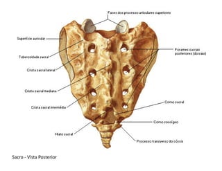 Sacro - Vista Posterior
 