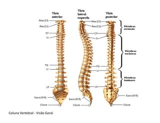 Coluna Vertebral - Visão Geral
 