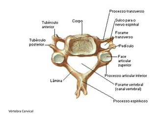 Vértebra Cervical
 