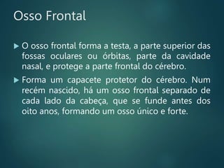 Osso Frontal
 O osso frontal forma a testa, a parte superior das
fossas oculares ou órbitas, parte da cavidade
nasal, e protege a parte frontal do cérebro.
 Forma um capacete protetor do cérebro. Num
recém nascido, há um osso frontal separado de
cada lado da cabeça, que se funde antes dos
oito anos, formando um osso único e forte.
 