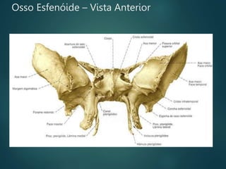 Osso Esfenóide – Vista Anterior
 